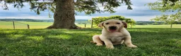 Labrador Retriever dogs for sale: Vinny - Ad 3