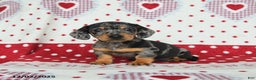 Miniature Dachshund dogs for sale: Waldo - Ad 4