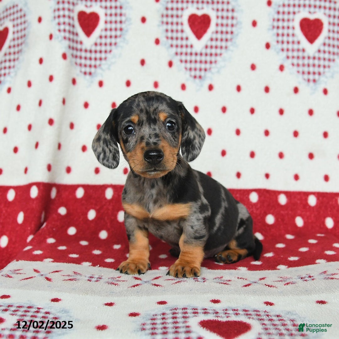 Miniature Dachshund dogs for sale: Waldo - Ad 4