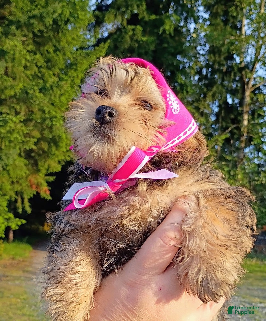 Chorkie dogs Chorkie Puppy 3 - Ad 6