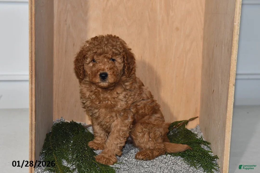 Mini Goldendoodle dogs for sale: Rain - Ad 3