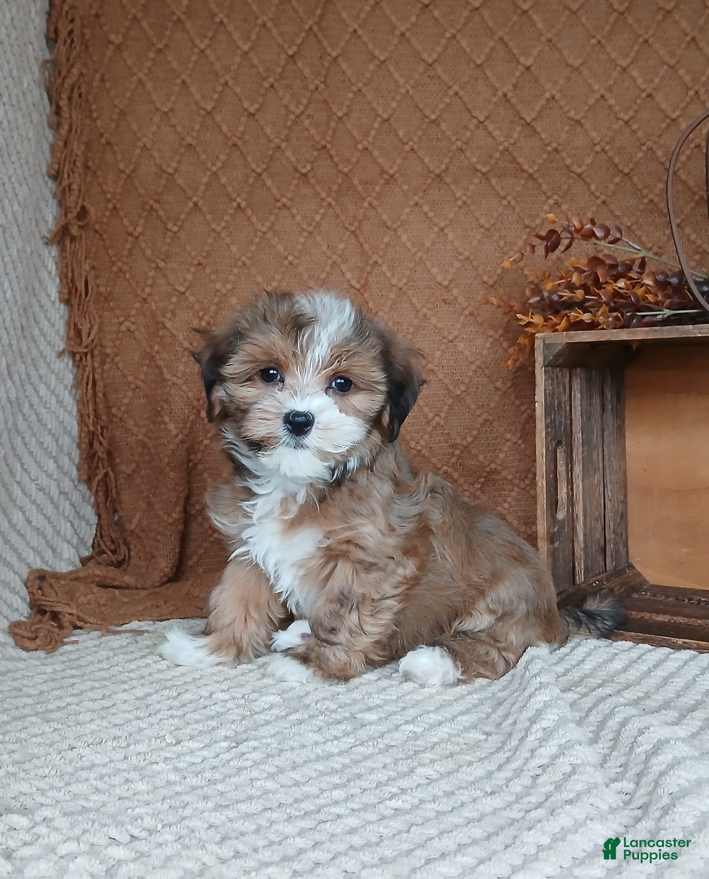 Havanese dogs Cammie - Ad 17