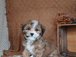 Havanese dogs Cammie - Ad 1