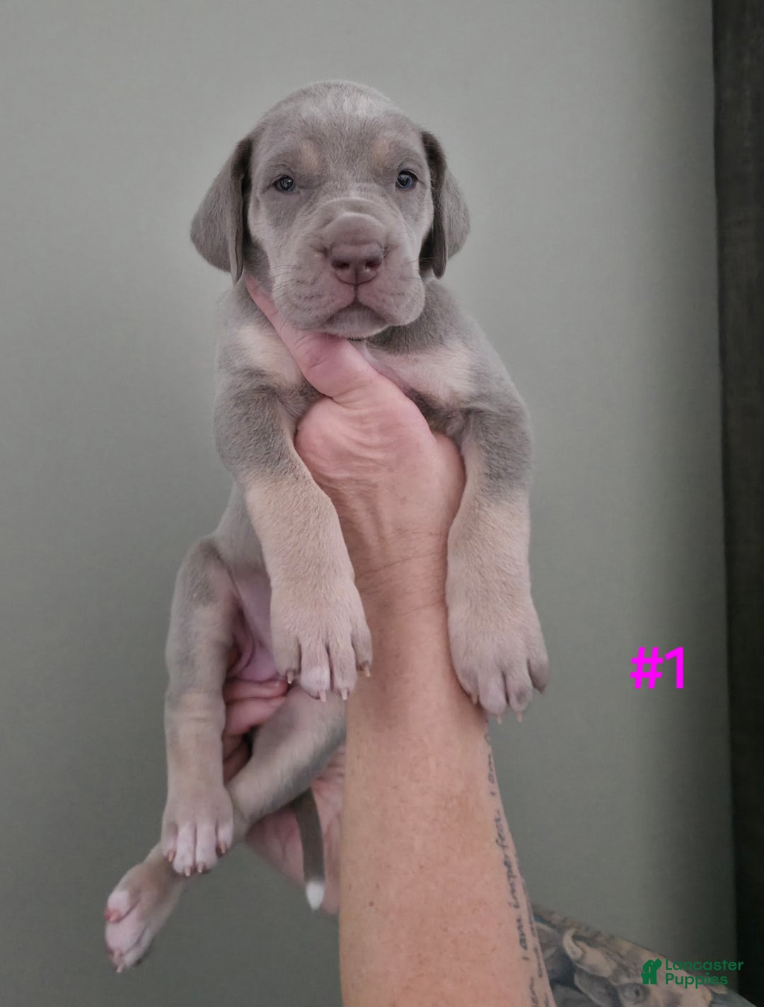 Great Dane dogs for sale: Great Dane Puppy 1 - Ad 2