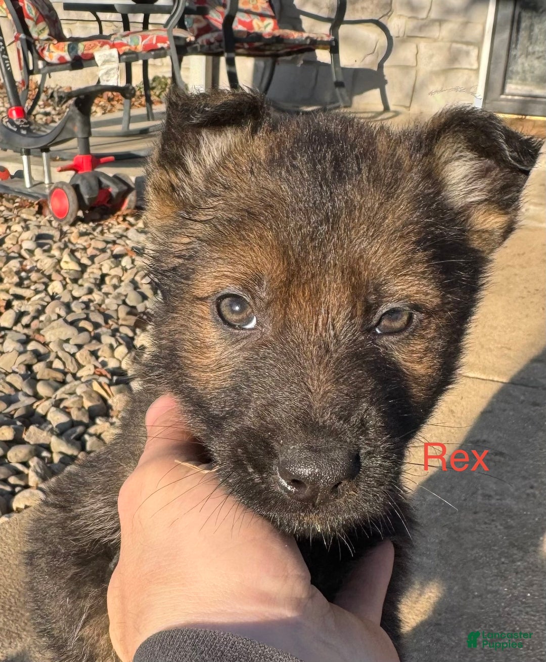 German Shepherd dogs for sale: Thor - Ad 3