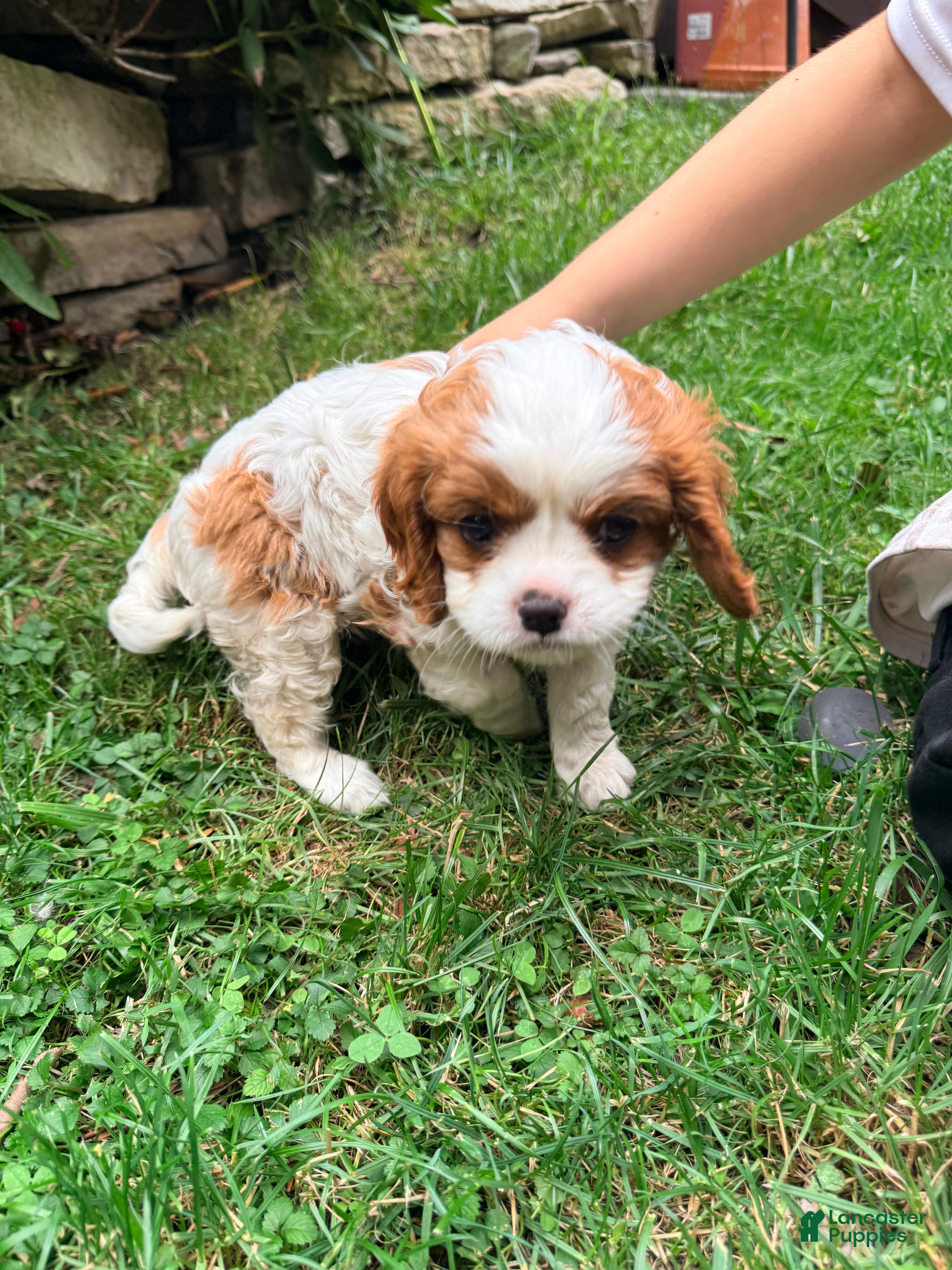 Cavalier King Charles Spaniel dogs Charlie - Ad 2