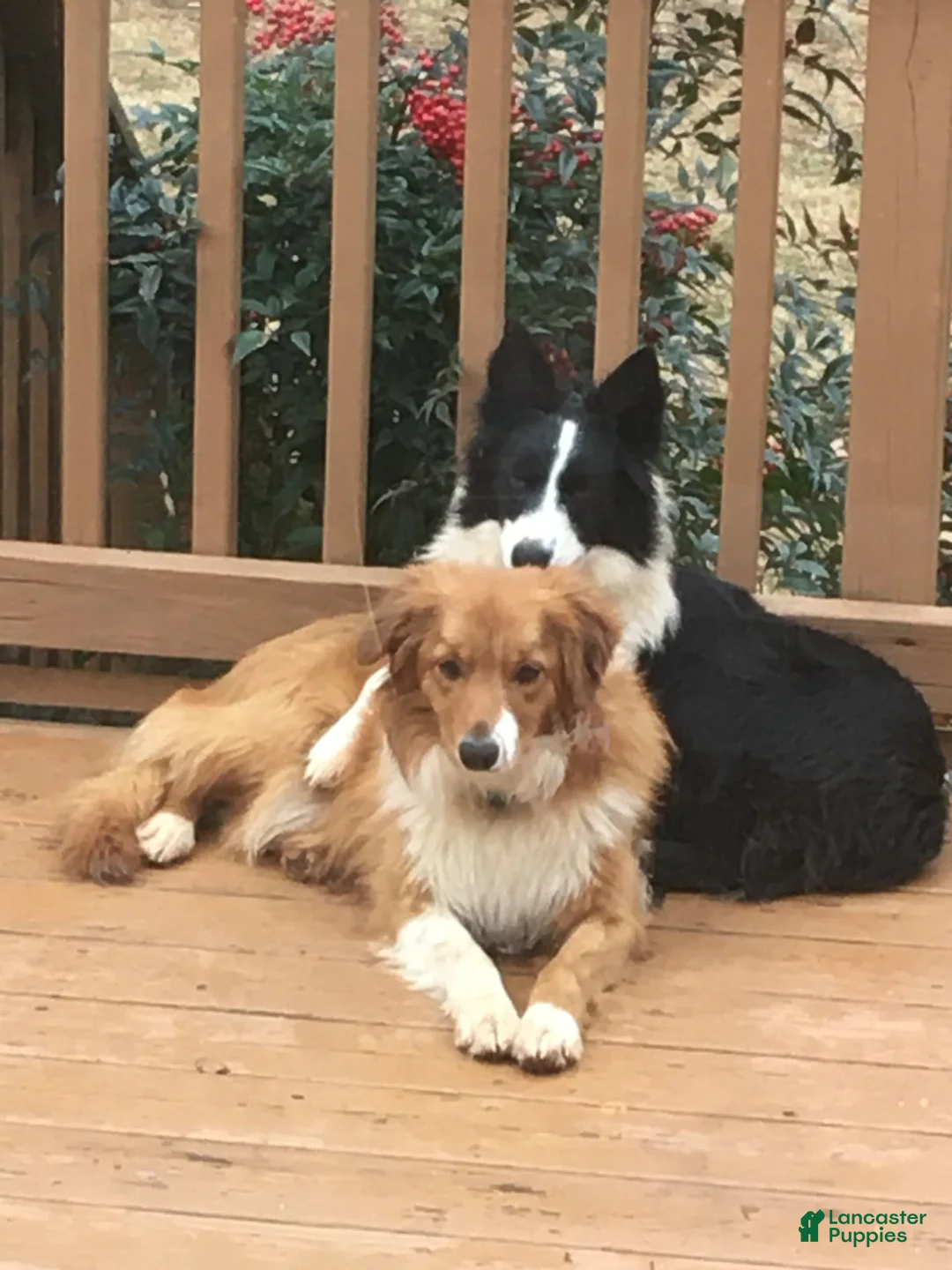 Gallery Image {{count}}