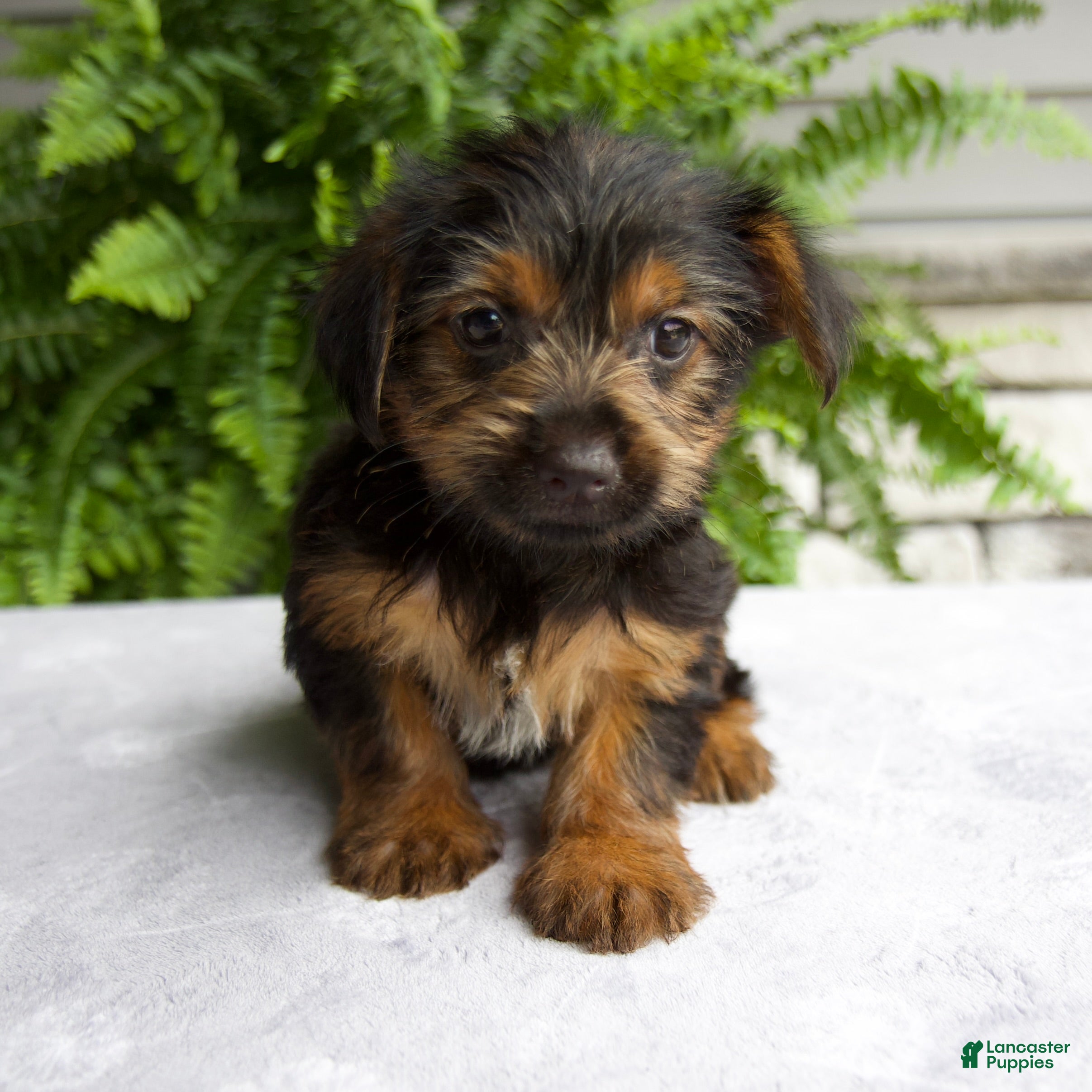 Yorkshire Terrier dogs Carla - Ad 1