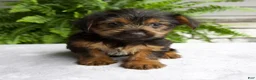 Yorkshire Terrier dogs for sale: Carla - Ad 1