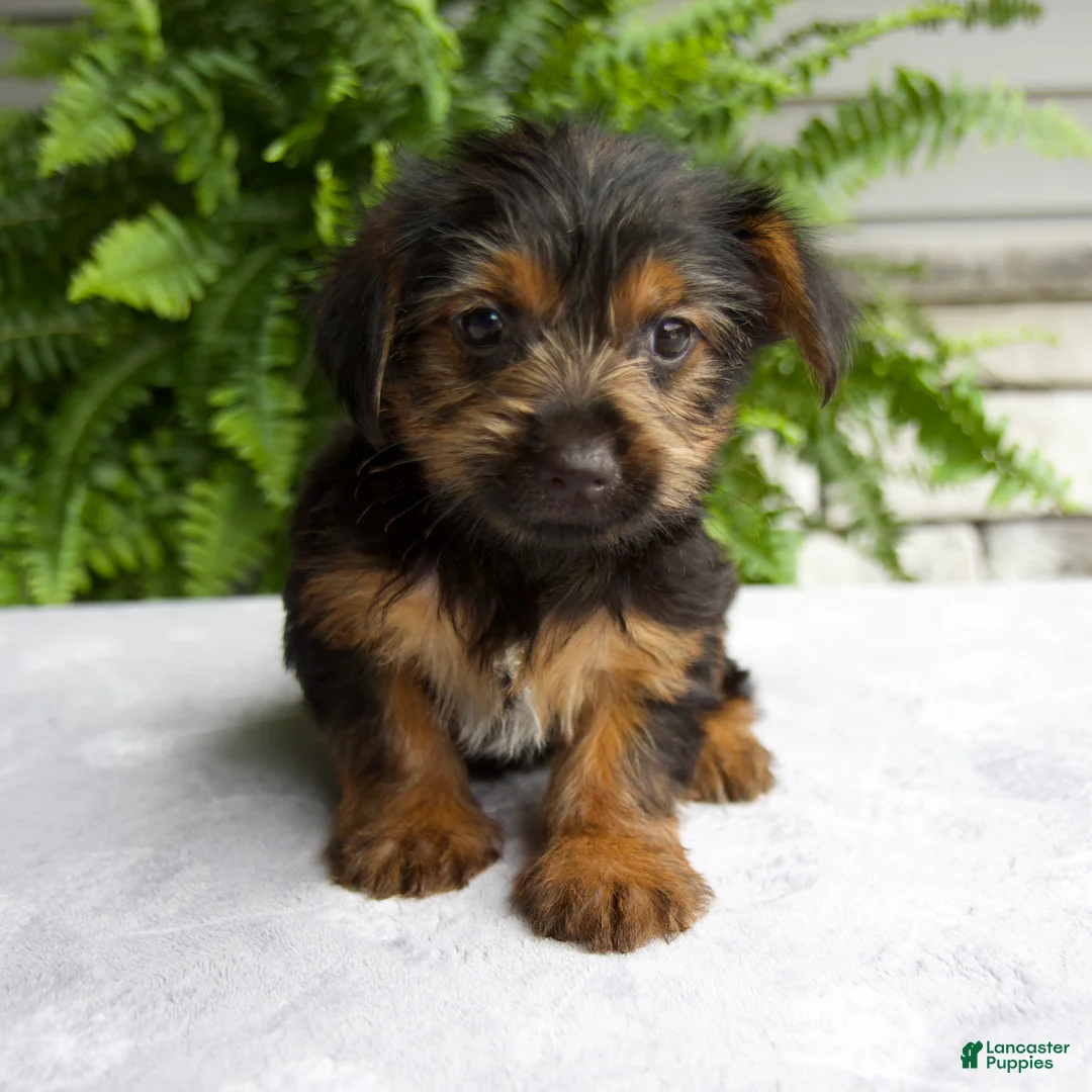Yorkshire Terrier dogs for sale: Carla - Ad 1