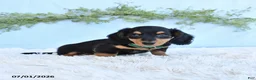 Miniature Dachshund dogs for sale: Rex - Ad 4