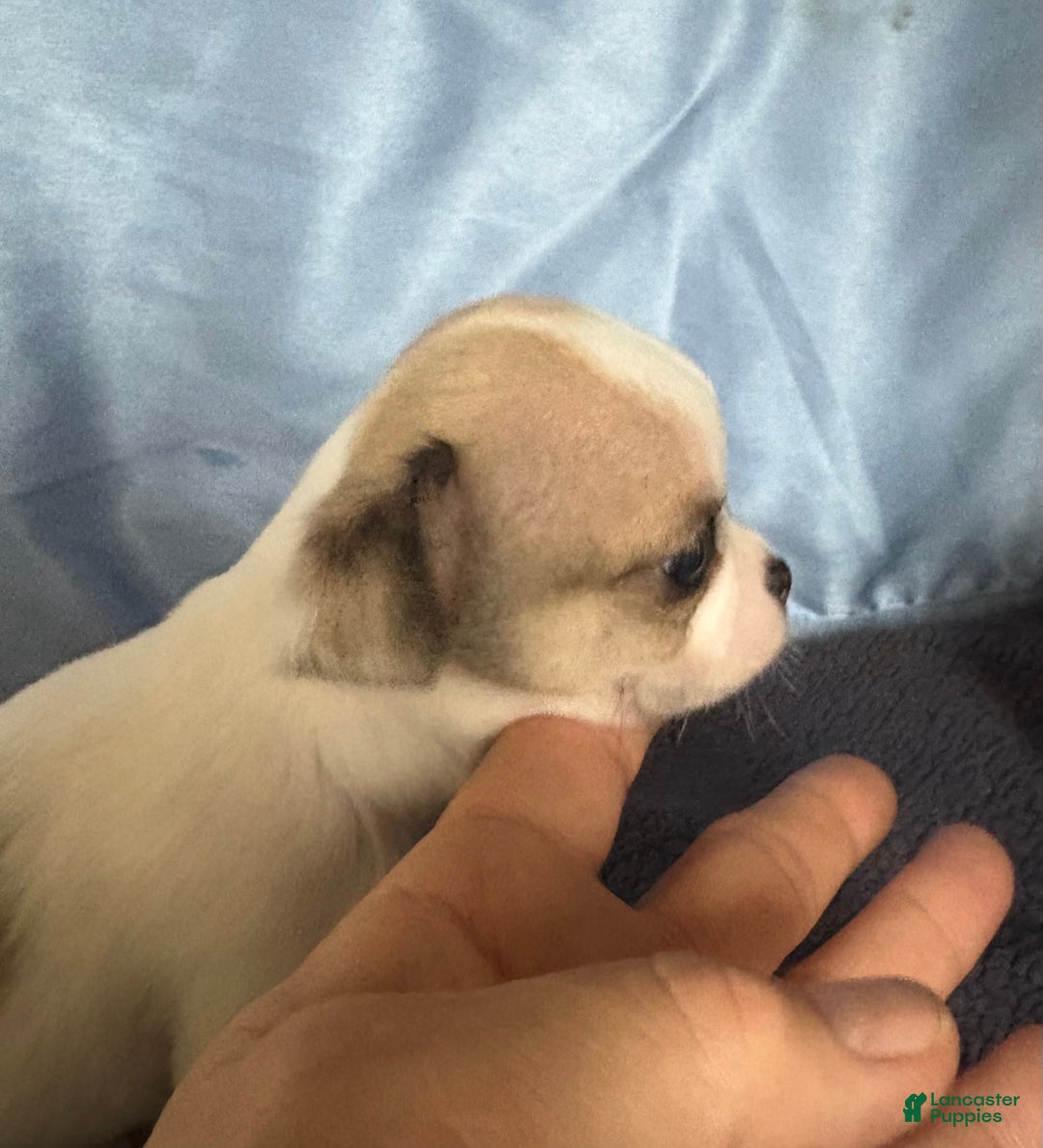 Chihuahua dogs for sale: Chihuahua Puppy 2 - Ad 2