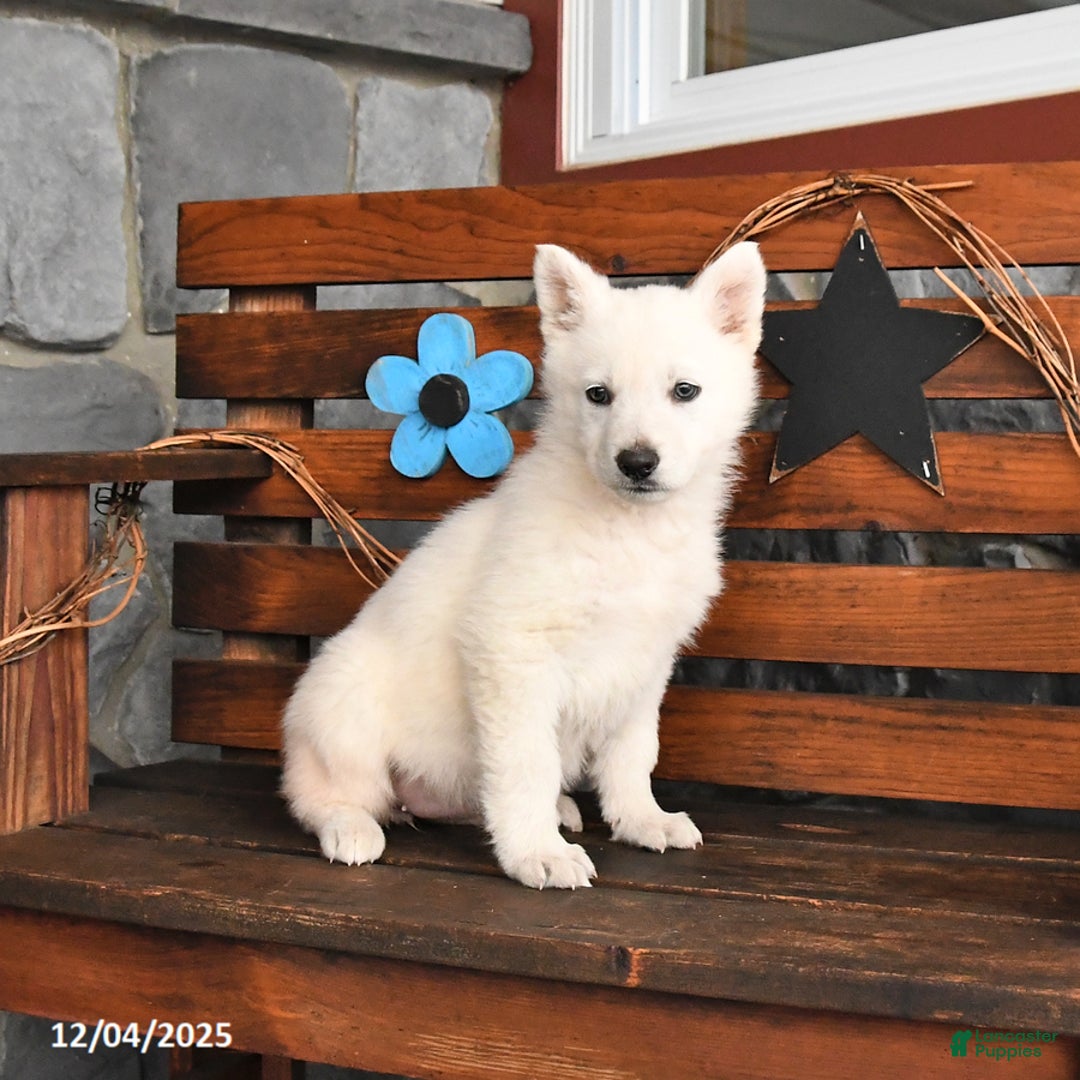 German Shepherd dogs for sale: Molly - Ad 3