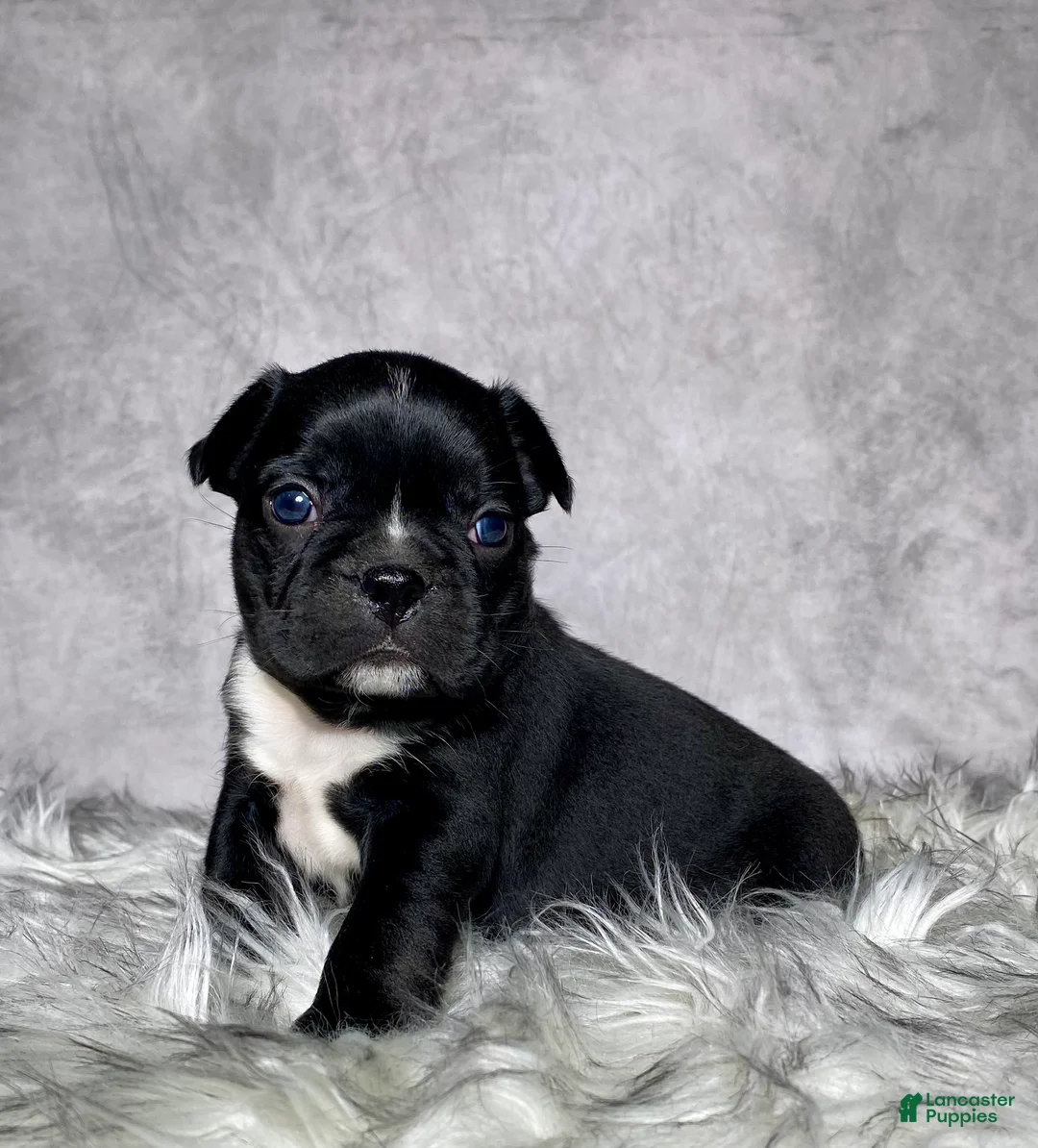 Mixed Breed dogs for sale: Mr Milo - Ad 1