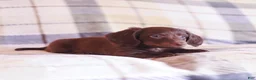 Miniature Dachshund dogs for sale: Snickers - Ad 6