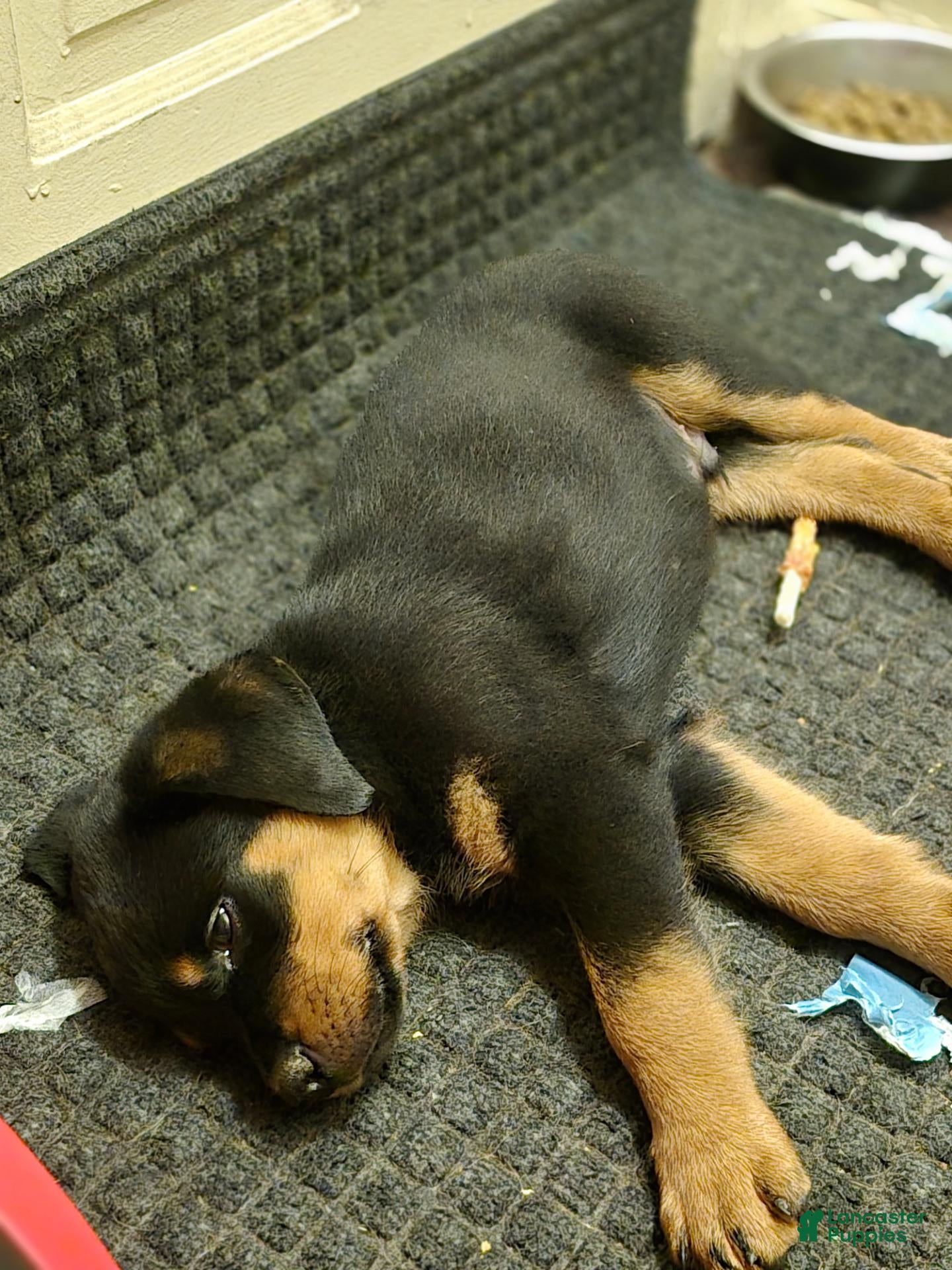 Rottweiler dogs for sale: Rottweiler 1 - Ad 1