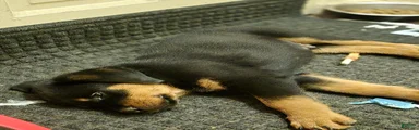 Rottweiler 1