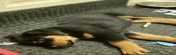 Rottweiler dogs for sale: Rottweiler 1 - Ad 1