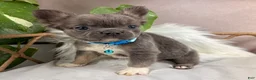 French Bulldog dogs for sale: Gigi - Ad 11