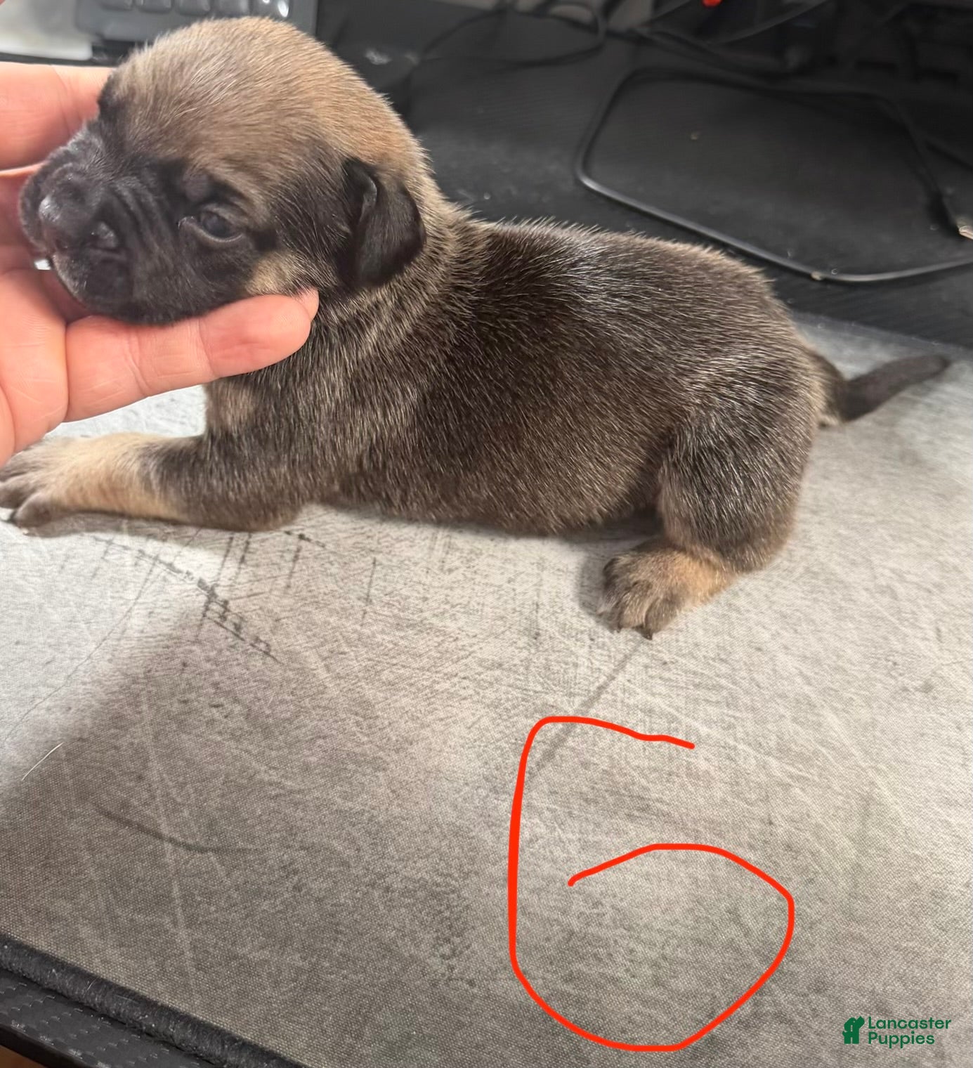 Cane Corso dogs Ella - Ad 2