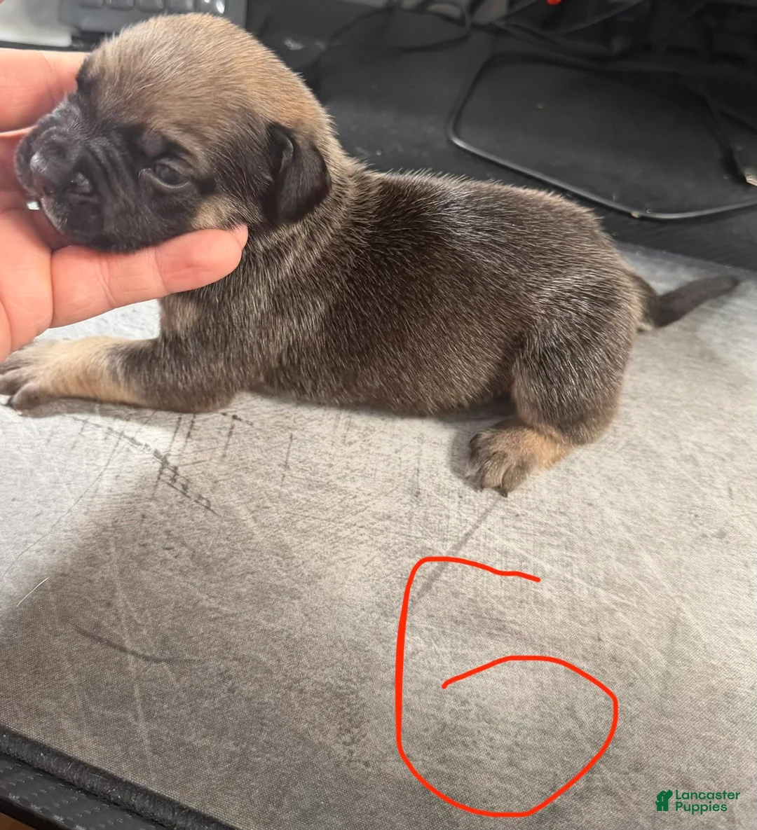Cane Corso dogs for sale: Ella - Ad 2