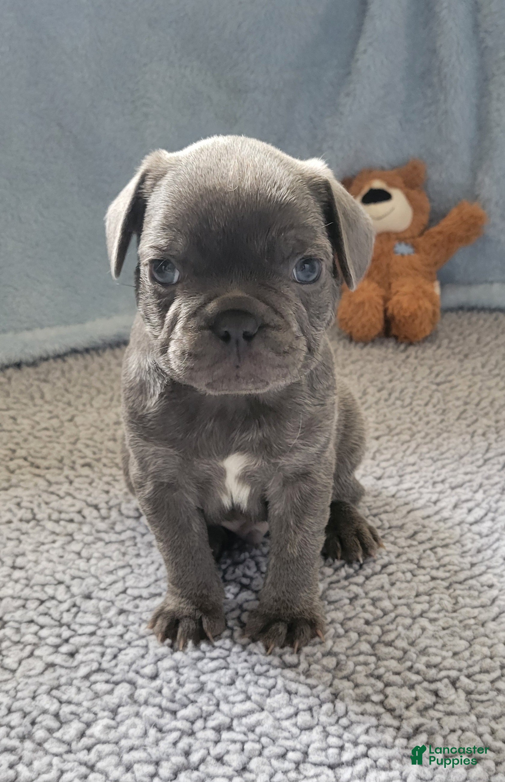 French Bulldog dogs James - Ad 1