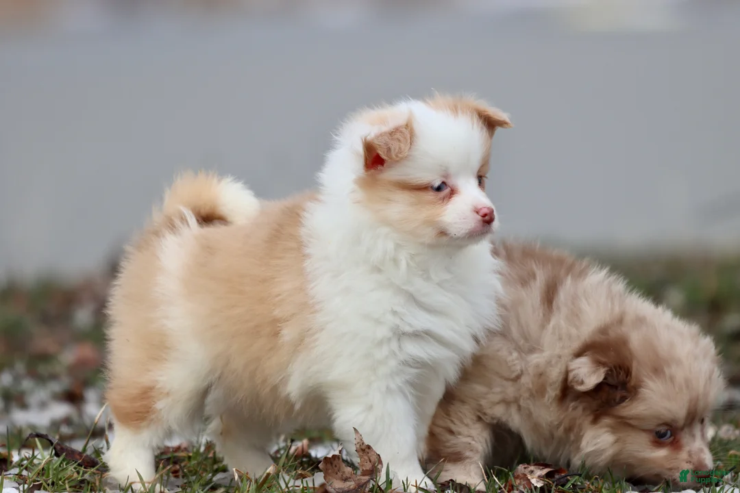 Mixed Breed dogs for sale: Strawberry Shortcake - Ad 4