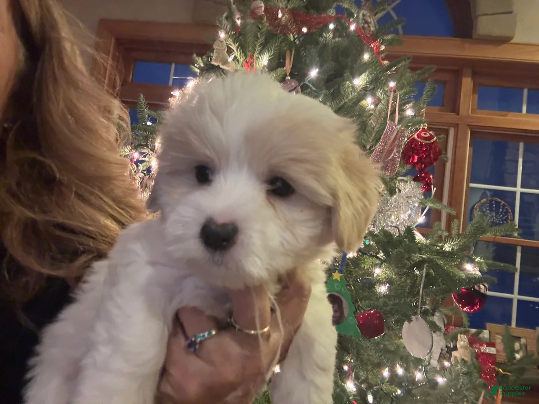Coton De Tulear dogs for sale: Coton De Tulear Puppy 1.   Hanna - Ad 3