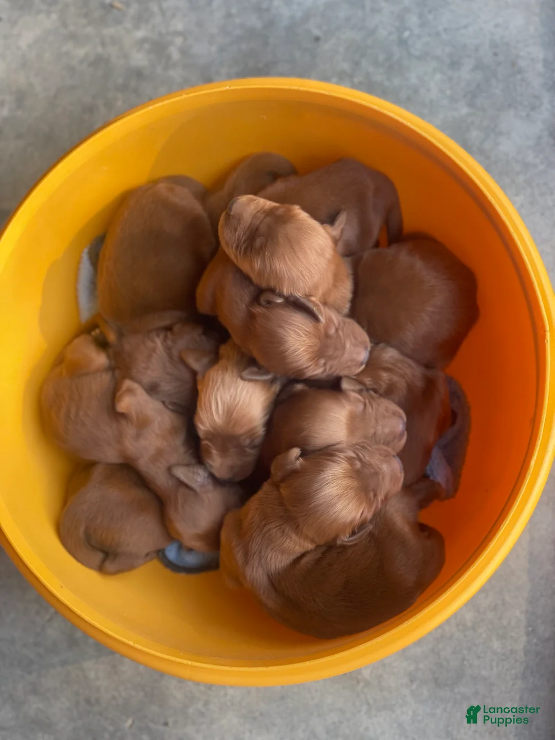 Irish Setter dogs for sale: Irish Setter 3 - Ad 2