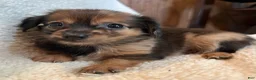 Chiweenie dogs for sale: Benny - Ad 3