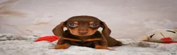 Miniature Dachshund dogs for sale: Snoopy - Ad 8