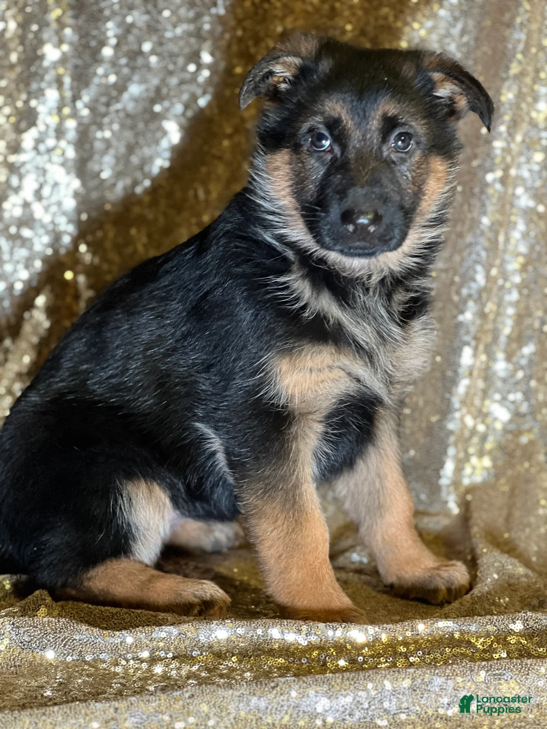 German Shepherd dogs for sale: Whisper - Ad 1