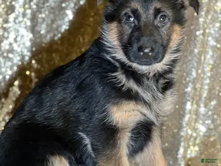 German Shepherd dogs Whisper - Ad 27