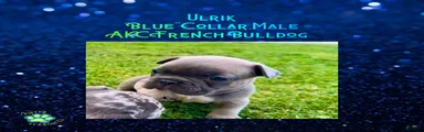 Ulrik”Blue“Collar, Male