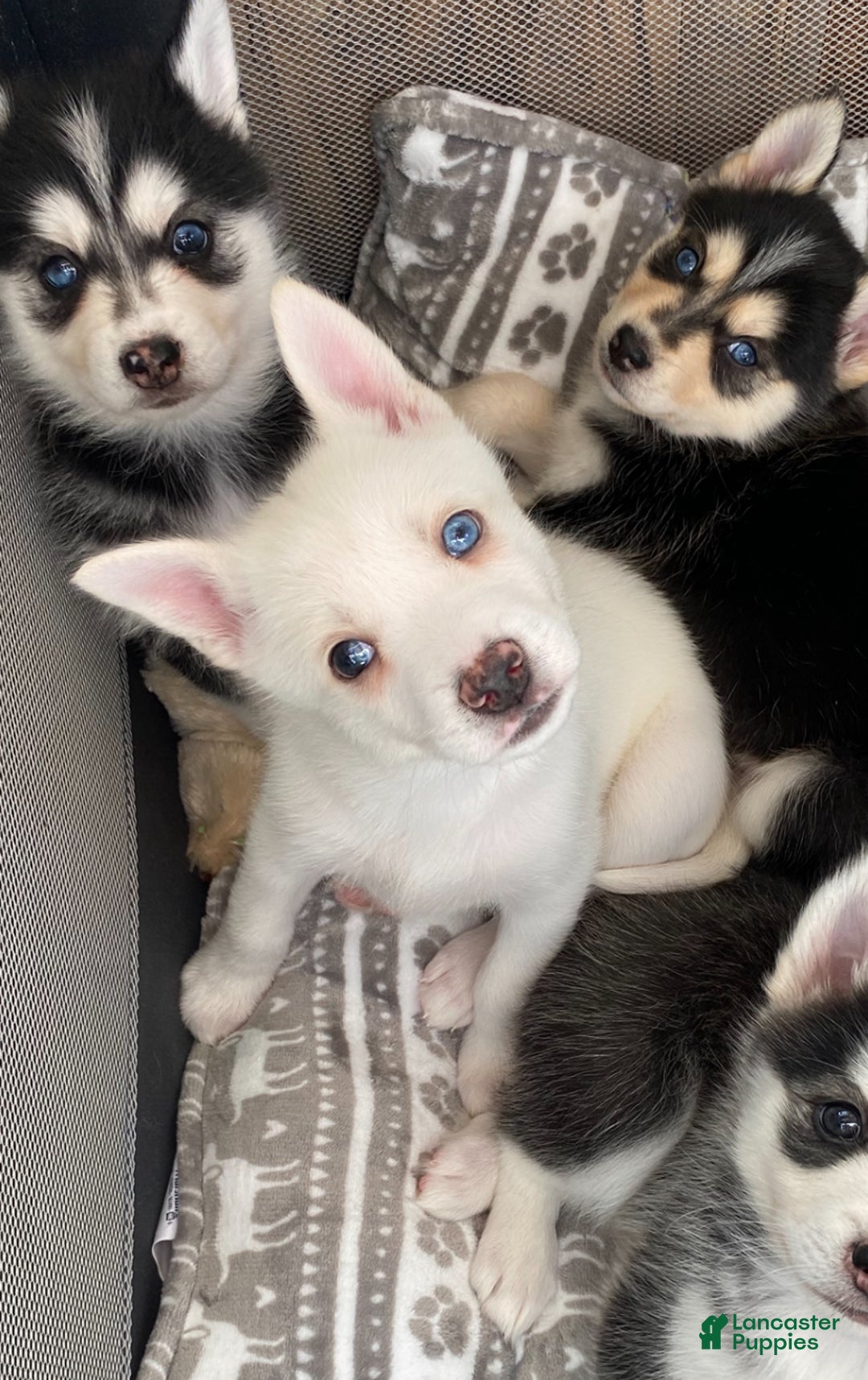 Pomsky dogs for sale: Bashful  - Ad 1