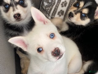 Pomsky dogs Bashful - Ad 7