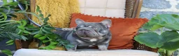 French Bulldog dogs for sale: Oscar - Ad 8
