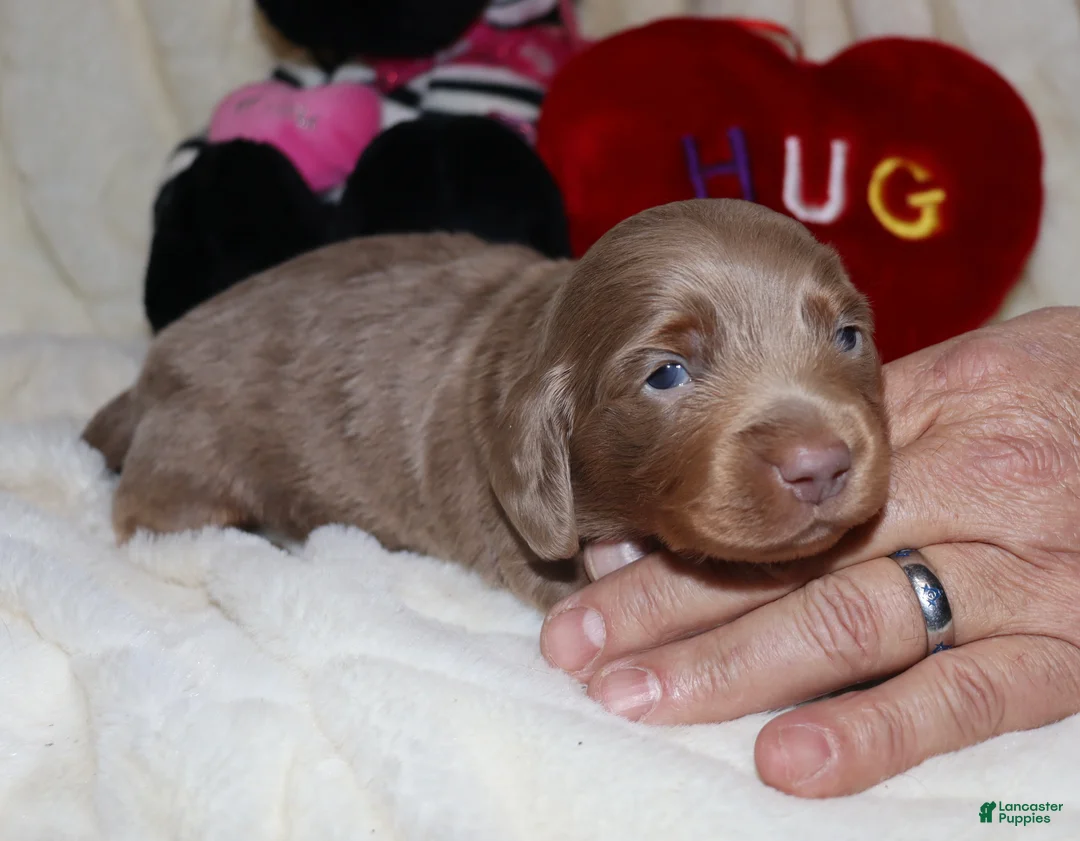 Miniature Dachshund dogs for sale: Isaac - Ad 8