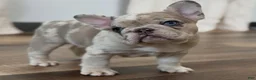 French Bulldog dogs for sale: French Bulldog 1 - Ad 2