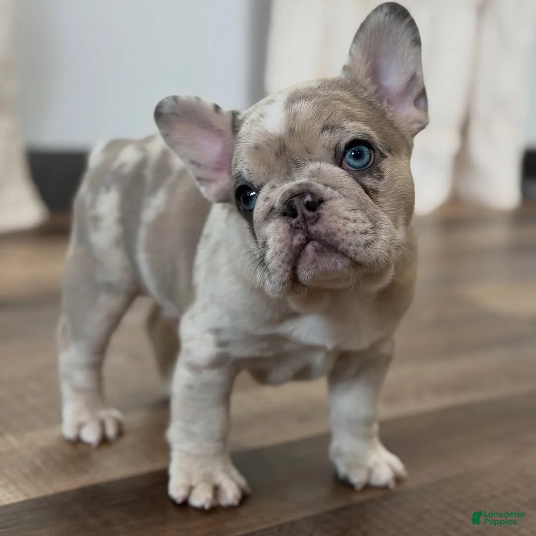 French Bulldog dogs for sale: French Bulldog 1 - Ad 2