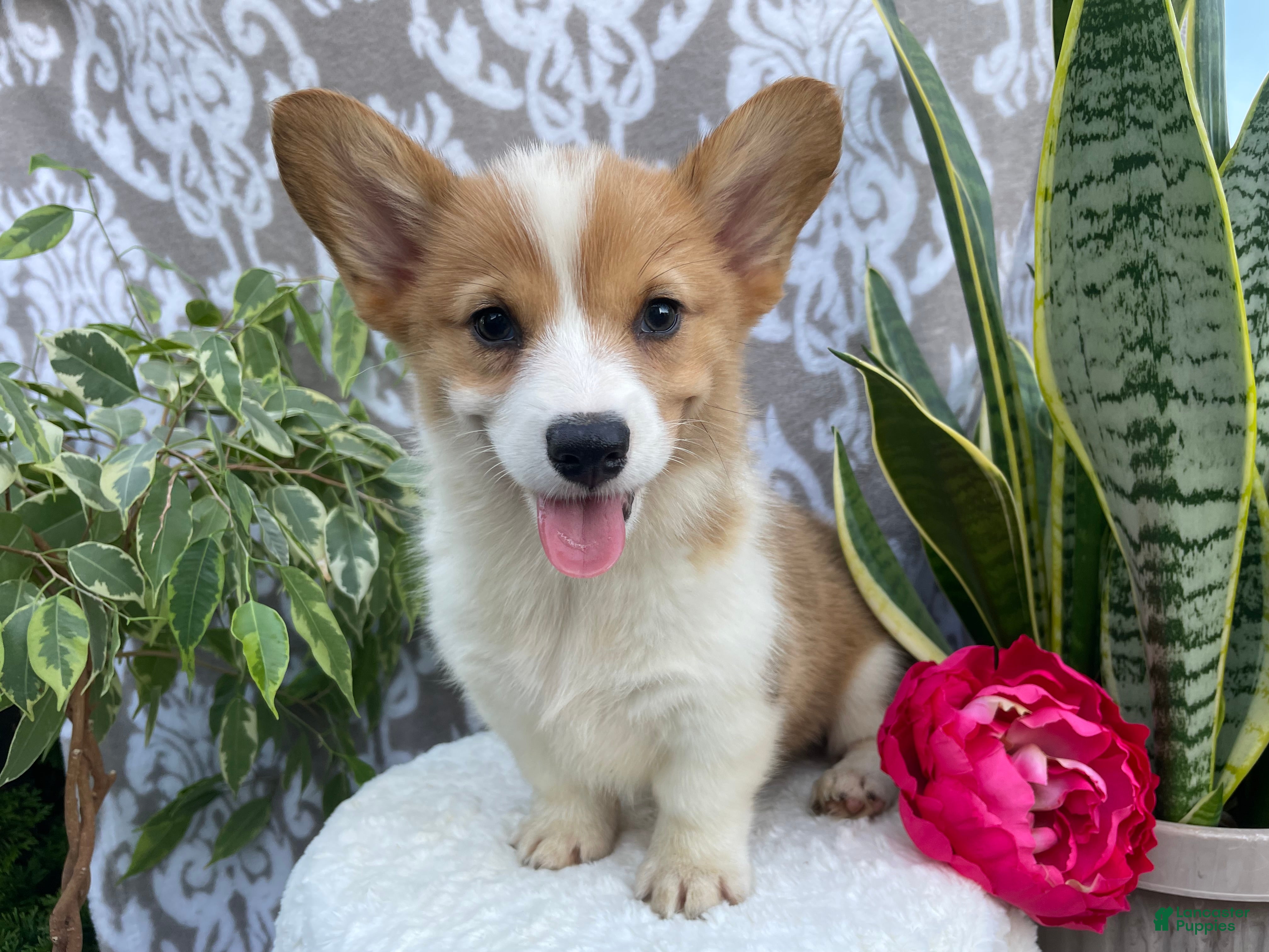 Welsh Corgi Pembroke dogs Summer - Ad 2