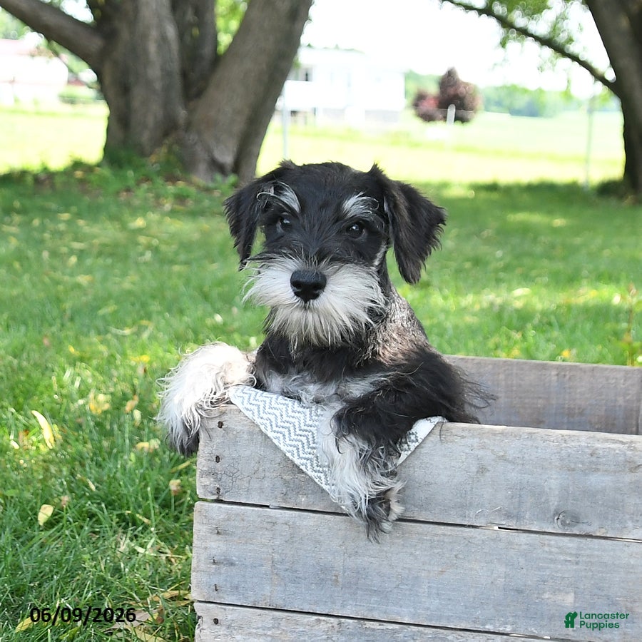 Miniature Schnauzer dogs Gavin - Ad 2