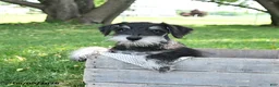 Miniature Schnauzer dogs for sale: Gavin - Ad 2