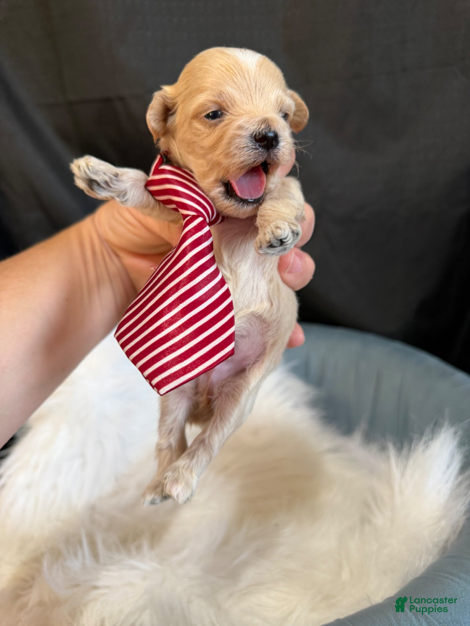 Maltipoo dogs Maltipoo Boy! Red Tie - Ad 9