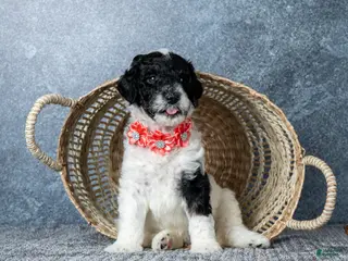 Goldendoodle dogs Ms. Sweet Cream - Parti Goldendoodle - Ad 20