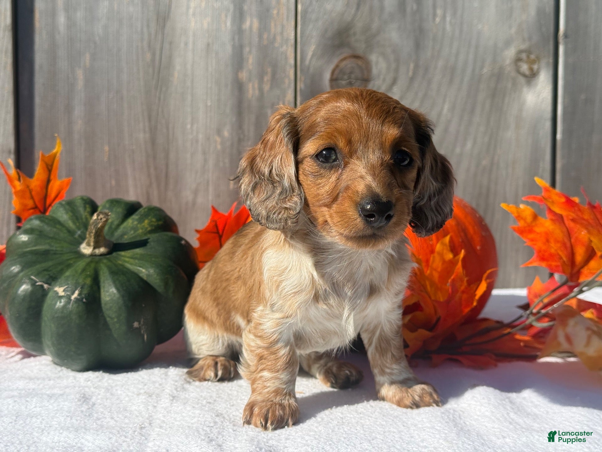 Miniature Dachshund dogs for sale: Gloria - Ad 2