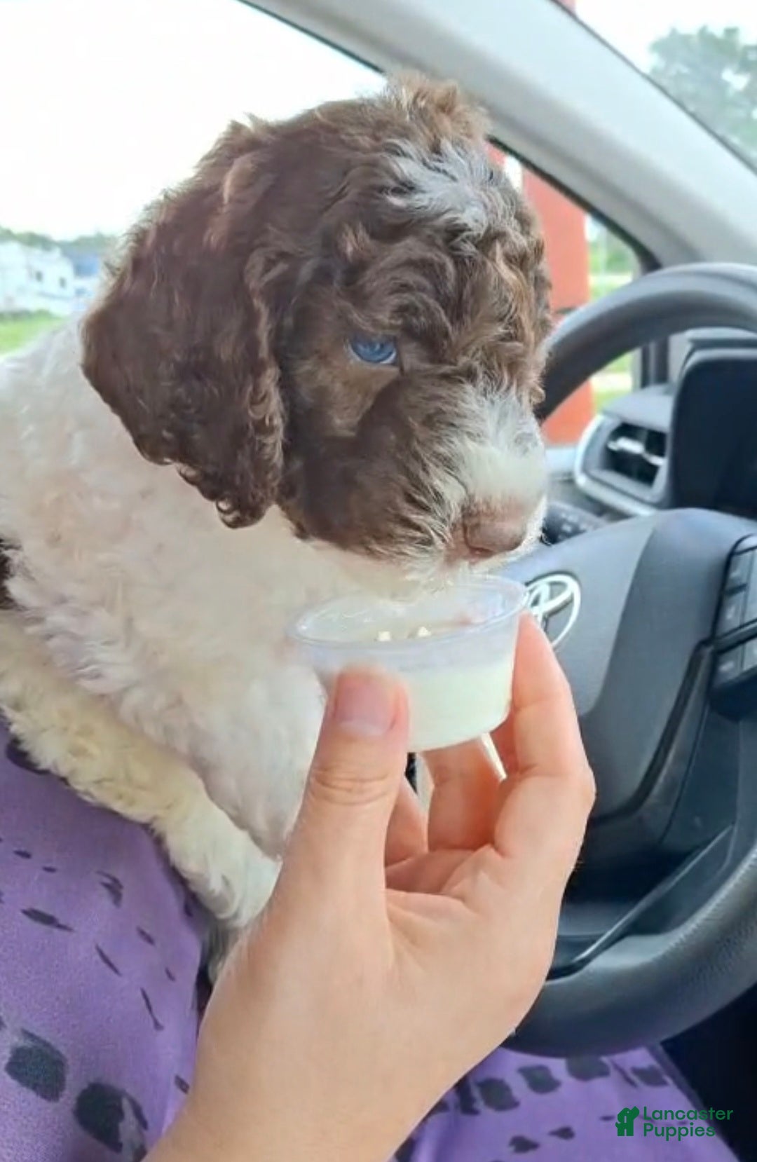 Labradoodle dogs Kohlrabi  - Ad 2