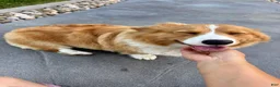Welsh Corgi Pembroke dogs for sale: Toby - Ad 7