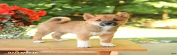 Shiba Inu dogs for sale: Kevin - Ad 3