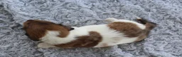 Miniature Dachshund dogs for sale: Miniature Dachshund 1 - Ad 6